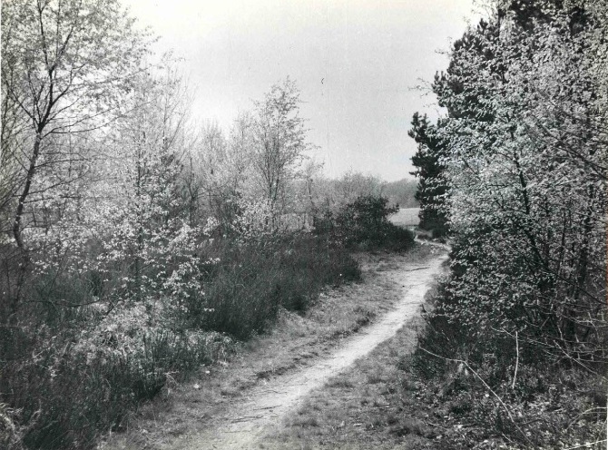 Tesinkweg Boekelo Heide met voetpad, Landgoed Tesink. mei 1950.jpg