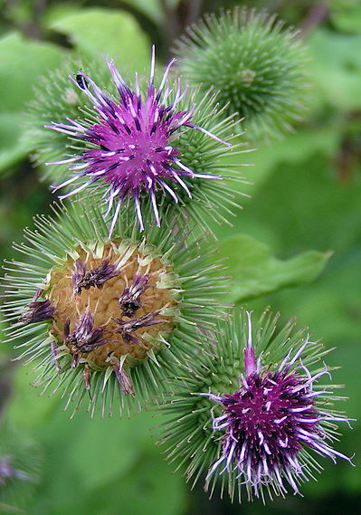 allemansgek   -Arctium_lappa01[1].jpg