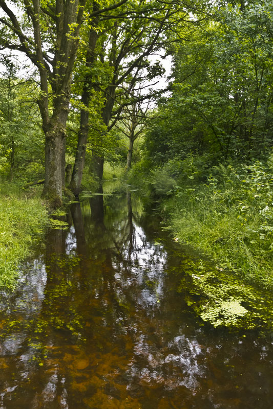 Glanerbeek naarbij het Aamsveen.jpg