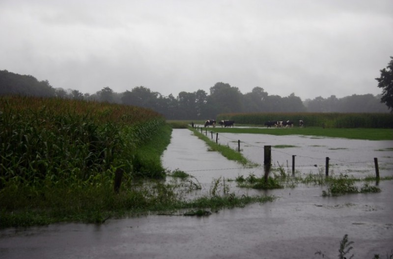 Vinkebeek.jpg