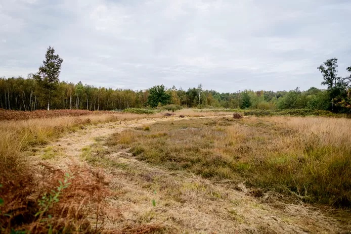 Het Aamsveen dreigt uit te drogen (2).jpg