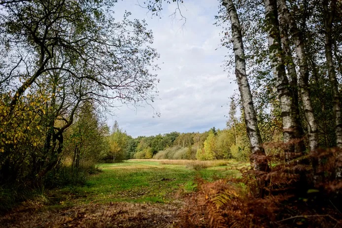 Het Aamsveen dreigt uit te drogen.jpg