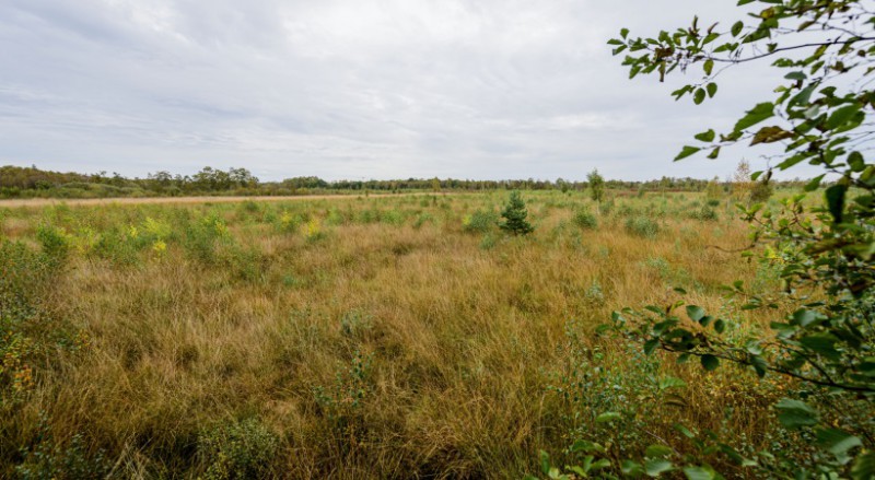 De komende 1,5 tot 2 jaar wordt er sowieso gewerkt aan de overgangszone naar het veen toe.jpg