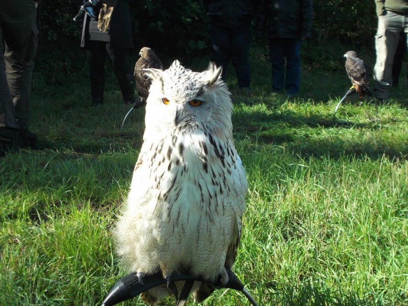 dierenasiel 001.JPG