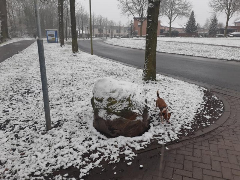 Marie de Roodelaan sneeuw 17-1-2021.jpg