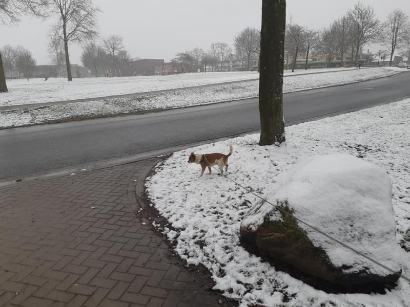 Marie de Roodelaan sneeuw 17-1-2021..jpg