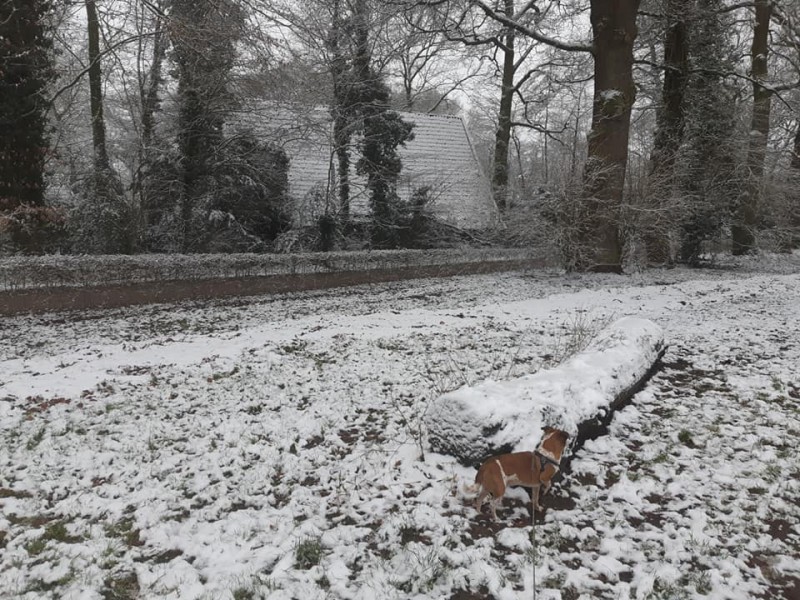 Zweringhoekweg 15 sneeuw 17-1-2021.jpg