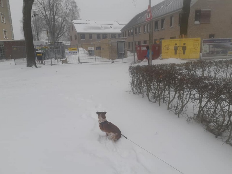 Aert  van der Neerstraat vanaf Ferdinand Bolstraat nieuwbouw achterkant woningen in de sneeuw 7-2-2021..jpg