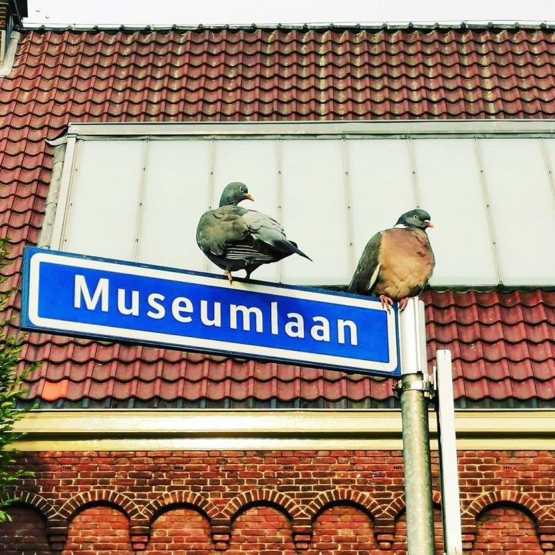 Museumlaan straatnaambord.jpg