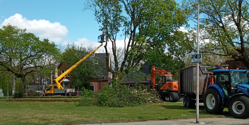 Goolkatenweg, hoek Cort van de Lindenlaan -Gesneuvelde boom 3.jpg