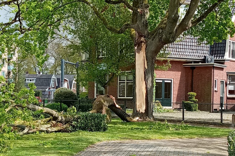 Goolkatenweg, hoek Cort van de Lindenlaan -Gesneuvelde boom 4.jpg