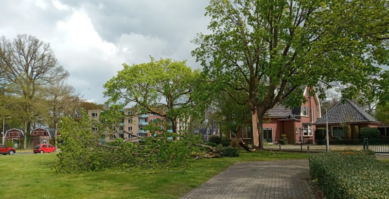 Goolkatenweg, hoek Cort van de Lindenlaan -Gesneuvelde boom 5.jpg