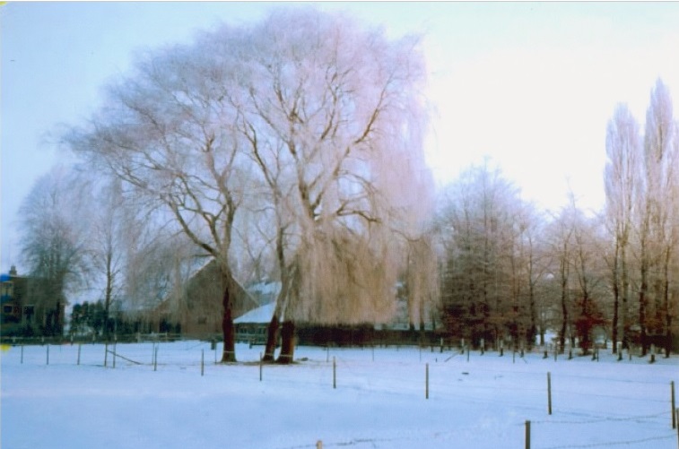 Elsmaatweg 15 Boerderij Elsmaat gezien vanuit Bolhaarslaan. Eigenaar was Frits Robers, directeur van de O.P.C..jpg