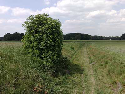 Usseleres Vanaf de Mauritsboom, een vlierbos, voert de Boakeweg naar beneden. Omdat je hier beschut en ongezien kunt liggen is dit een geliefde plek voor verliefde stelletjes..jpg