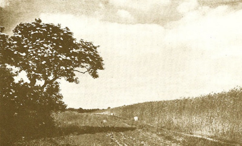 Usseleres Het Vlierbos waar de Mauritsboom staat reikte eens tot aan de Helweg zoals deze vooroorlogse foto laat zien. Daar is nu weinig van over..jpg