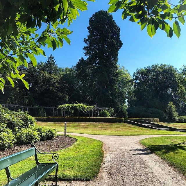 Abraham Ledeboerpark mammoetboom.jpg