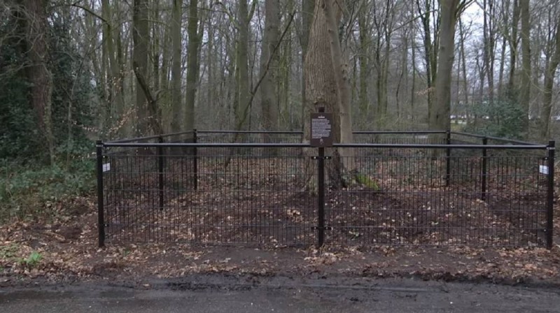 Horstlindelaan Horstlinde boom monumentenbord met hek.jpg