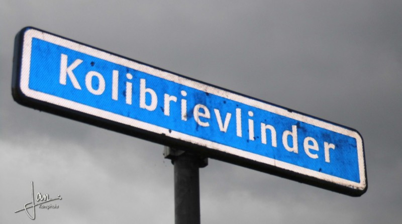 Kolibrievlinder straatnaambord.jpg