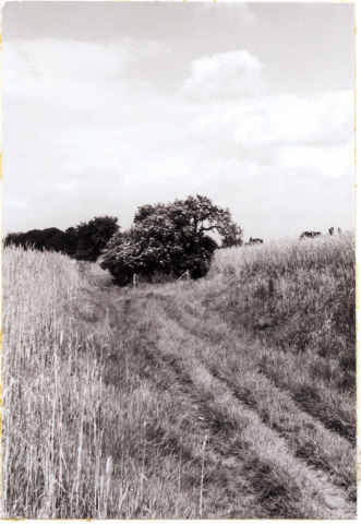 Boakenweg Zicht op Usseleres met vlierstruik (Holleweg) 1961.jpeg