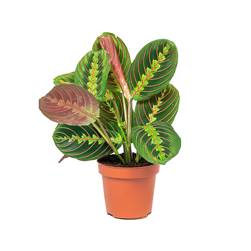 Tiengebodenplant Maranta Leoconeura Fascinato.png