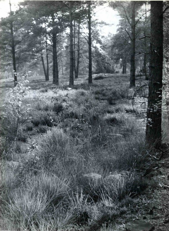 Oude Haaksbergerdijk  Stuk bos met heidegrond 1950.jpg