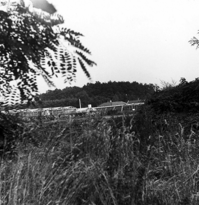 Keppelerdijk 87 Tuincentrum met broeikassen net buiten Enschede. Buurtschap Esmarke. 16-9-1969.jpg