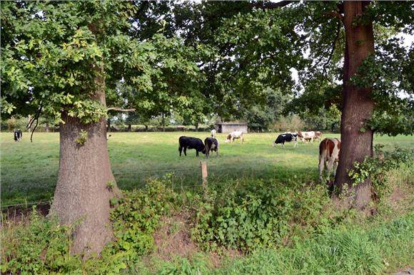 Welenmosweg buurt Boekelerveld.jpg