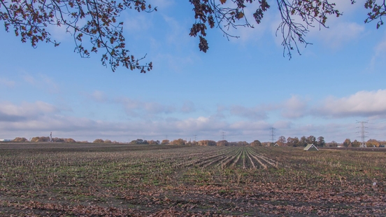 Op de Usseler Es, ten westen van Enschede, wordt momenteel nog vooral veel maïs verbouwd..jpg