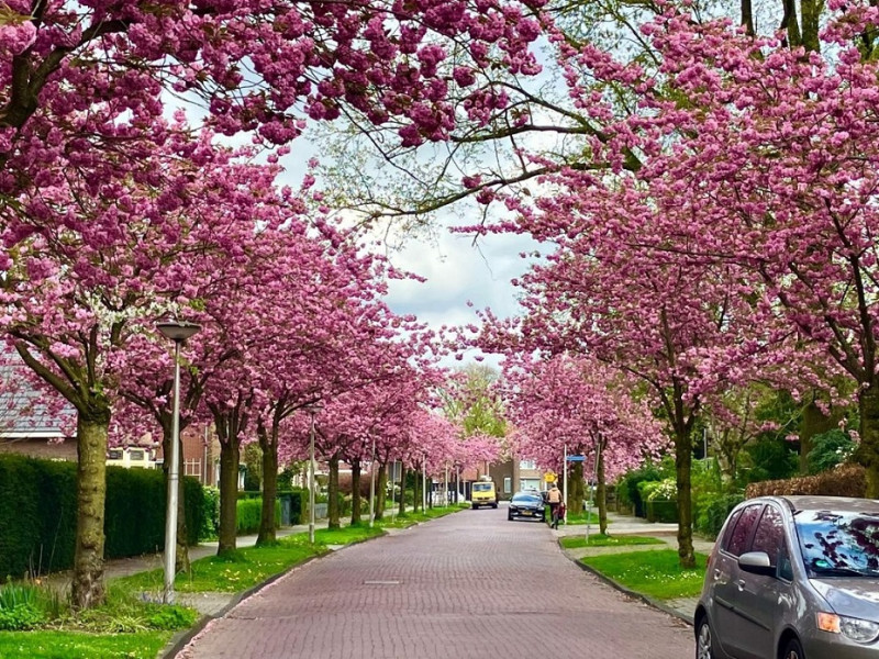 Hoge Boekelerweg 31-33 Japanse sierkersbomen in bloei.jpg