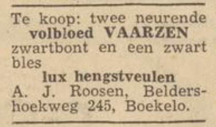 Beldershoekweg 245 Boekelo A.J. Roosen advertentie Twentsche Courant 9-11-1955.jpg