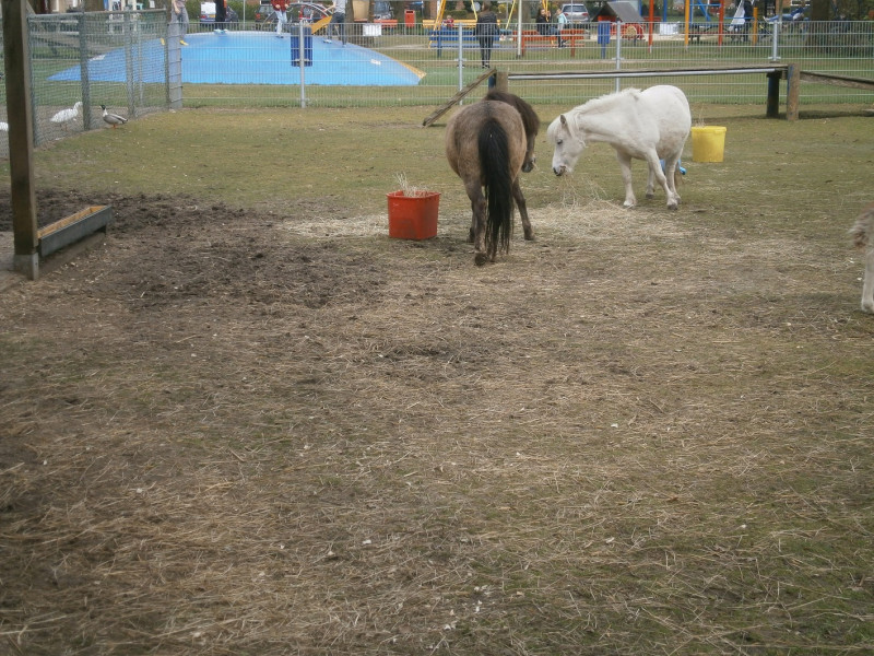 Ferdinand Bolstraat 16 kinderboerderij speeltuin 't Honk (4).JPG