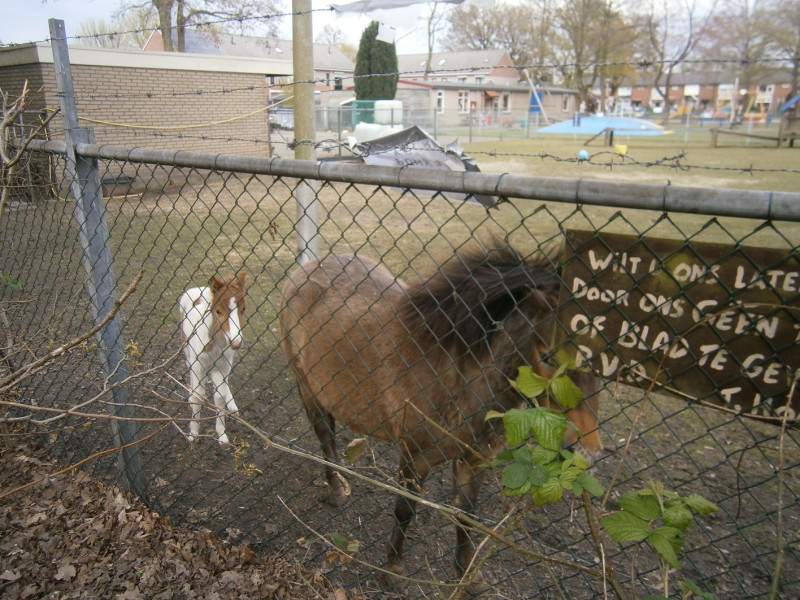 Ferdinand Bolstraat 16 kinderboerderij speeltuin 't Honk (3).JPG
