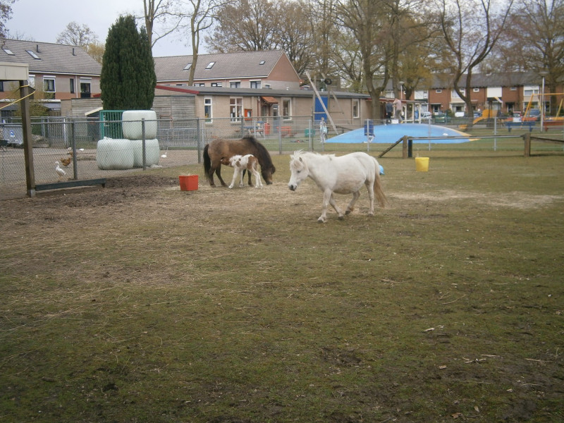Ferdinand Bolstraat 16 kinderboerderij speeltuin 't Honk (2).JPG