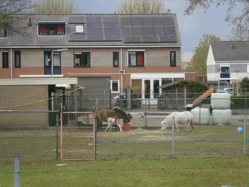 Ferdinand Bolstraat 16 kinderboerderij speeltuin 't Honk.JPG