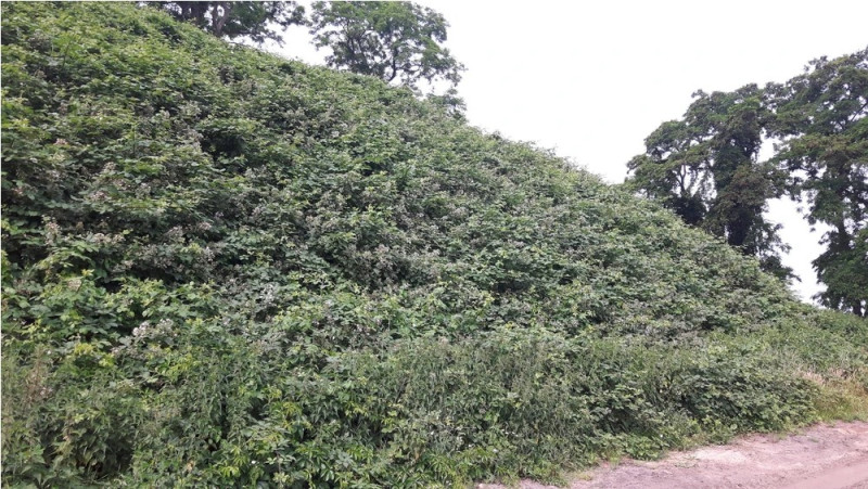 Vuinisbelt Rutbeek.jpg