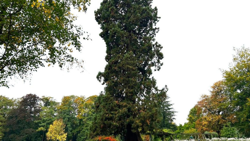 Abraham Ledeboerparkk  mammoetboom boom van het jaar 2025.jpg