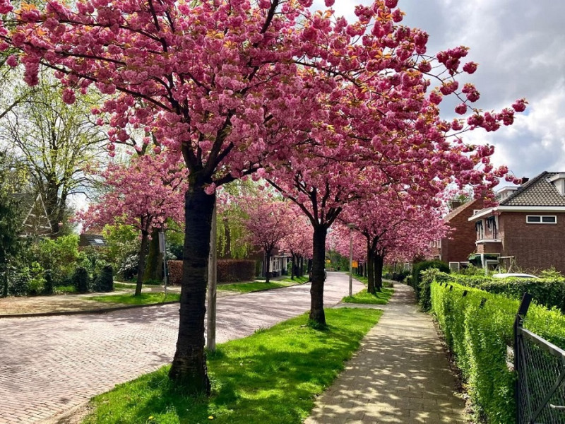 Hoge Boekelerweg 21 Japanse sierkersbomen.jpg