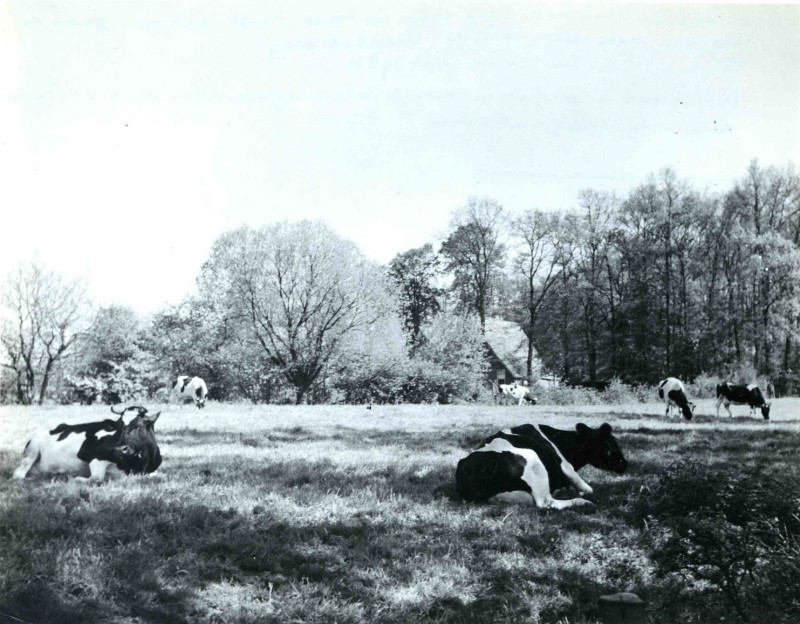 Honhofsweg zicht op weiland met koeien, boerderij op achtergrond mei 1950.jpg
