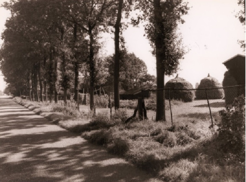 Horstlindeweg 129 Bolhaar in 1959. Horstlindeweg (later Horstlindelaan) ter hoogte van boerderij Witbreuk.jpg