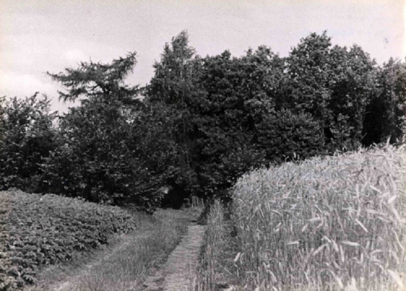 IJzerhaarweg Pad omgeven door aardappel- en roggeveld, richting Elzenkampweg 1943.jpg