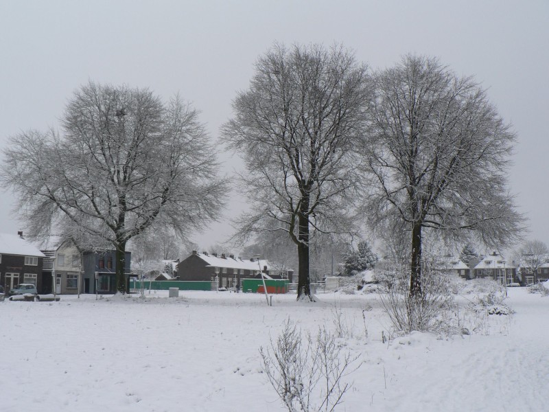 Leliestraat 89 hoek Papaverstraat met 3 moeraseiken bomen in de winter.jpg