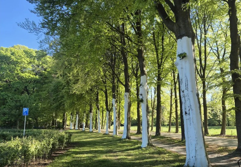 Abraham Ledeboerpark witte bomen 2026.jpg