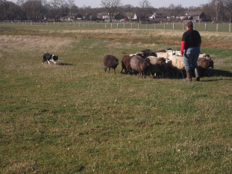 Heersenkampweg  schaapskudde met hond (2).JPG