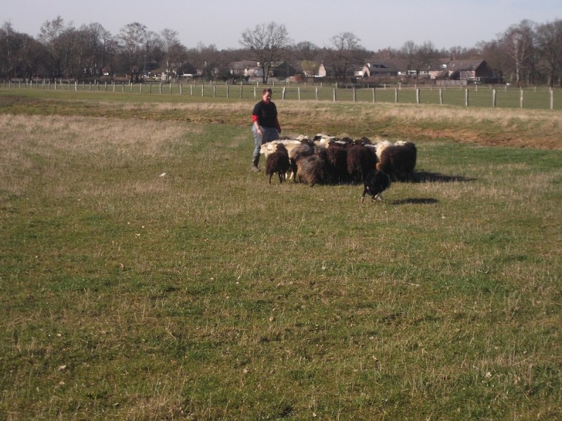 Heersenkampweg  schaapskudde met hond.JPG