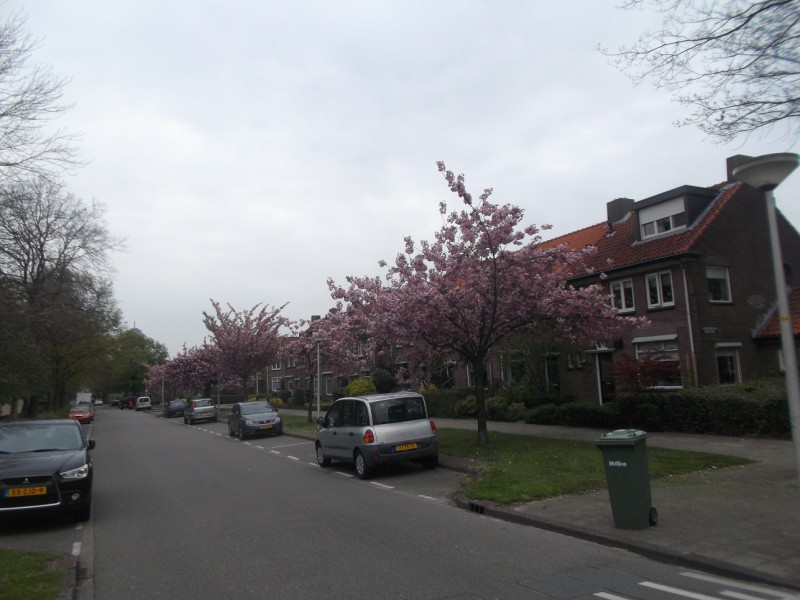 raadfoto.JPG