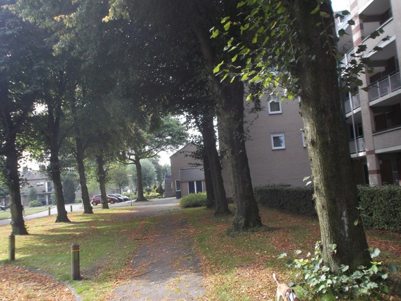 Adriaen van Ostadestraat (2).JPG