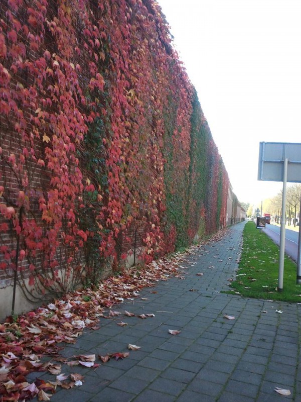 Tubantiasingel muur schuttersveld.(2).jpg